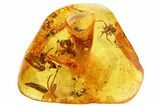 Four Beautifully Detailed Fossil Spiders (Araneae) in Baltic Amber #357910-2